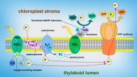 Making ATP-The Chemiosmotic Theory