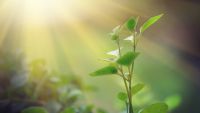 The Reactions of Photosynthesis