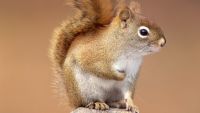 Altruism and Mate Selection