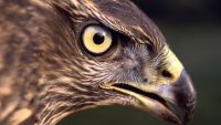 Predators and Competitors