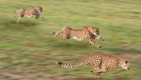 Competition and the Ecological Niche