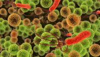 Bacteria: Heroes and Villains