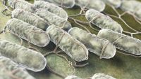 Viruses: Hijackers of Your Body's Cells