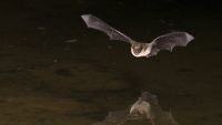Zoonosis: Germs Leap from Animals to Humans