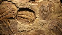 Paleontology and Geologic Time