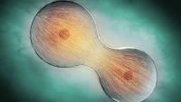 Single-Celled Life-Prokaryotes to Eukaryotes