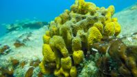 Metazoans-The Earliest Multicellular Animals