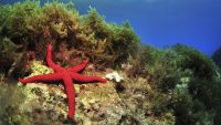 The Rise of Vertebrates