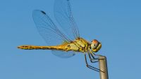 Origins of Insects and of Powered Flight