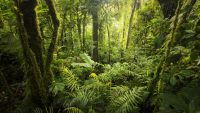 Seed Plants and the First Forests