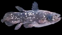 From Fish to 4-Limbed Animals