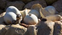The Egg Came First-Early Reptile Evolution
