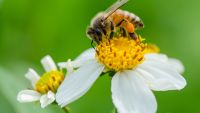 The First Flowers and Pollinator Coevolution