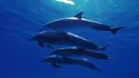 From Land to Sea-The Evolution of Whales