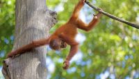 Apes-Swinging Down from the Trees