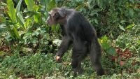 From 4 Legs to 2-The Hominin Radiation