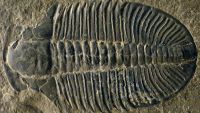 Fossil Clocks