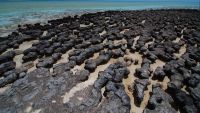 How Life Transformed the Early Earth