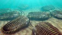 Incredible Variety-The Cambrian Explosion