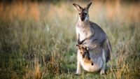 Introduction to the Great Mass Extinctions