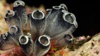 Getting a Backbone-The Story of Vertebrates