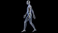These Limbs Were Made for Walking?