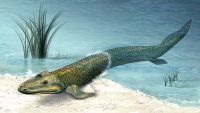 Tiktaalik-The Search for a Fishapod