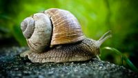 Permian Extinction-Life's Worst Catastrophe