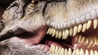 Letting the Dinosaurs Speak-Paleobehavior