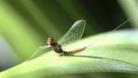 Conquering the Air-The Evolution of Flight