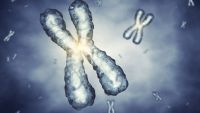 Genes and Chromosomes
