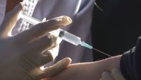Molecular Medicine-The Immune System