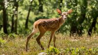 Bambi's Revenge