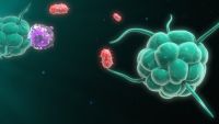 Immunity-Self versus Non-Self