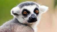 Prosimians, Monkeys, and Apes