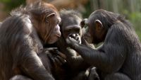 Monkey and Ape Social Behavior