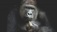 The Mind of the Great Ape