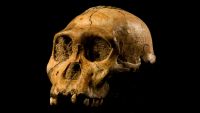 Introducing the Hominids