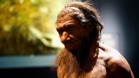 Who Were the Neandertals?