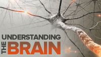 Understanding the Brain