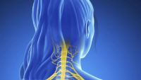 Central Nervous System-Gross Organization