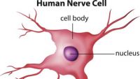 Central Nervous System-Internal Organization