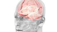Central Nervous System-Development