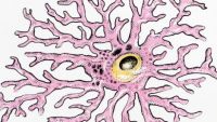 Central Nervous System-Cellular Organization