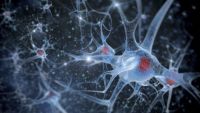 Pathways and Synapses