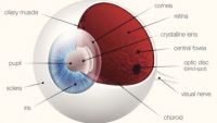 The Visual System-The Eye
