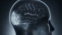 The Visual System-The Cortex