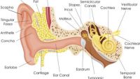 The Auditory System