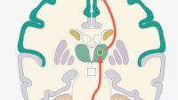 The Somatosensory System