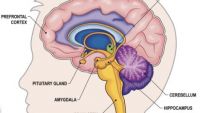 The Limbic System-Anatomy